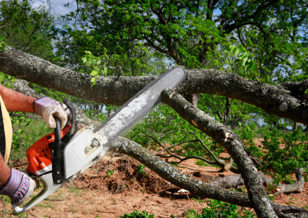 Professional Tree Care Services in Des Moines, IA